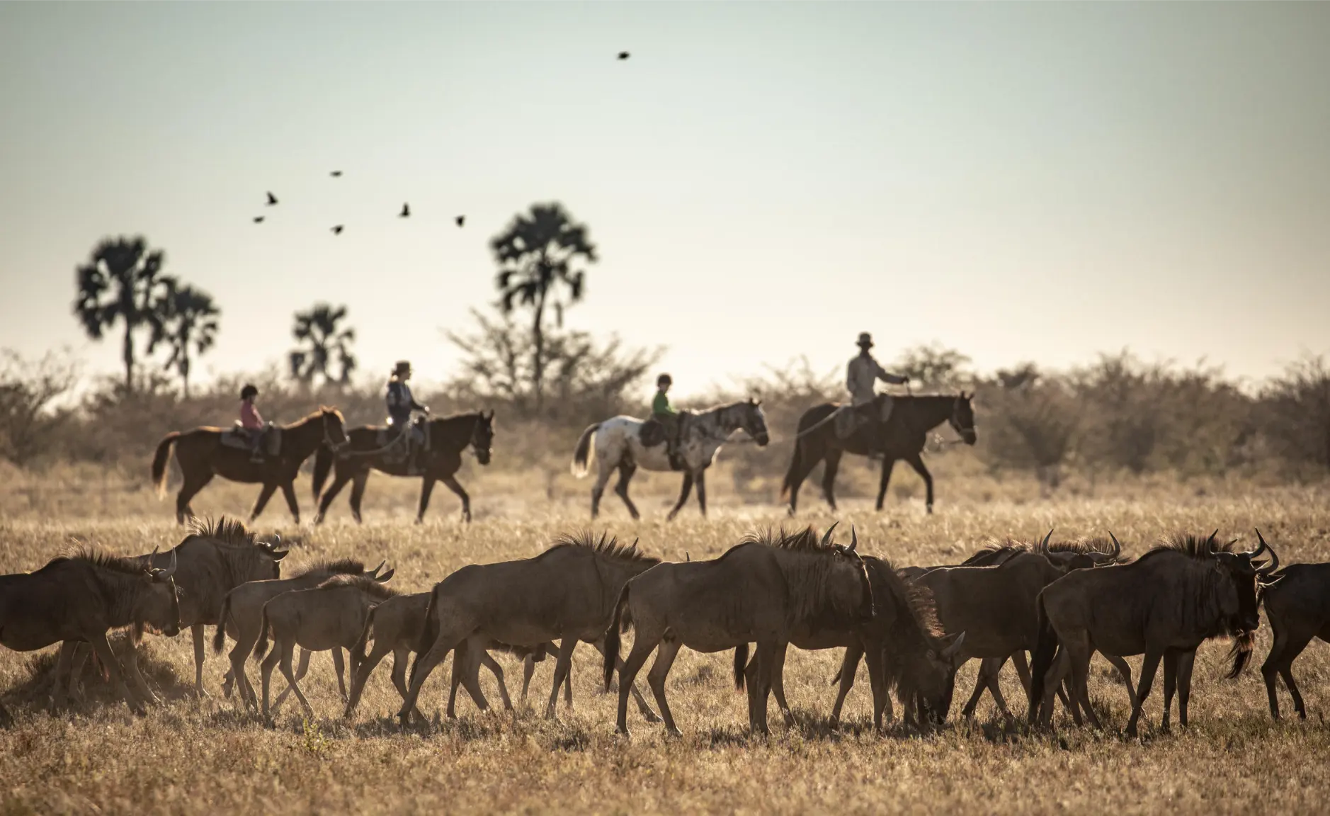 Jacks Camp Kruger National Park safari (11)