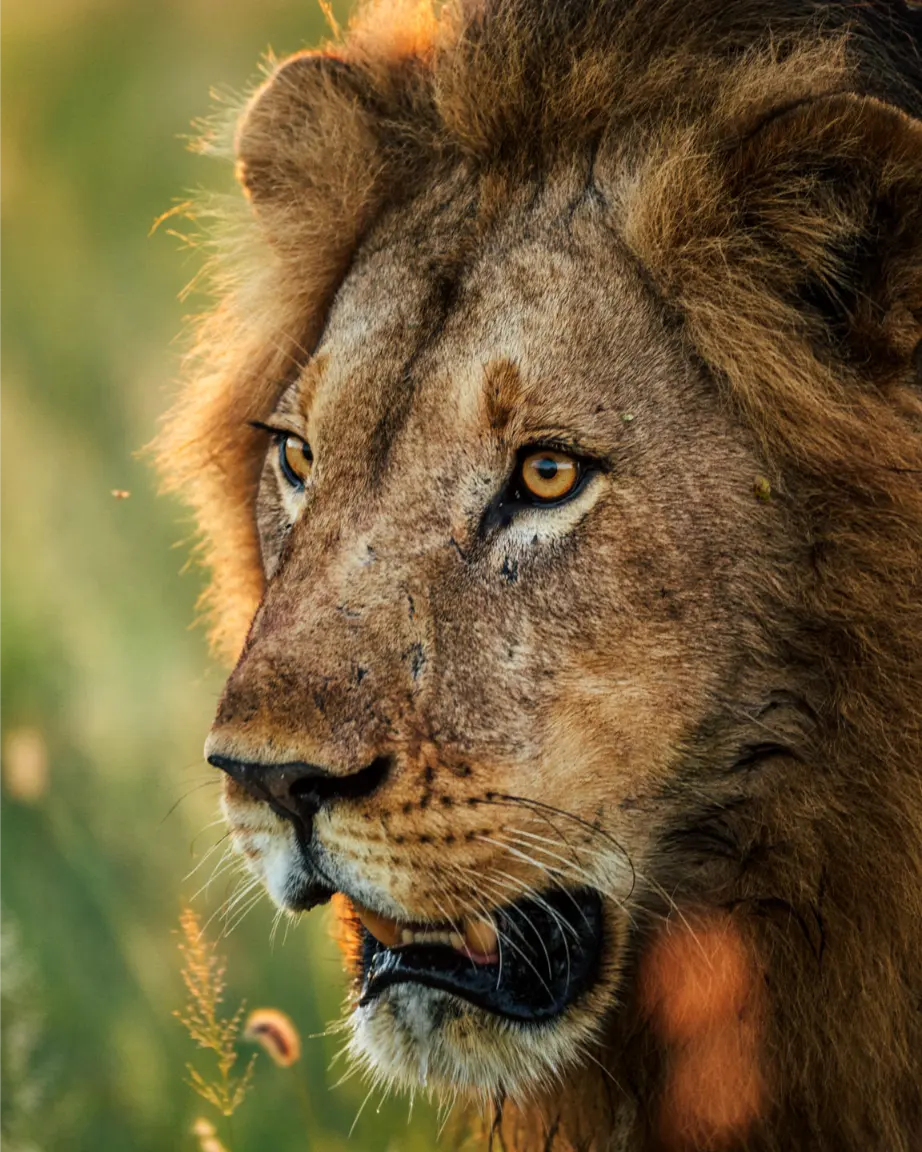 Jacks Camp Kruger National Park safari (18)