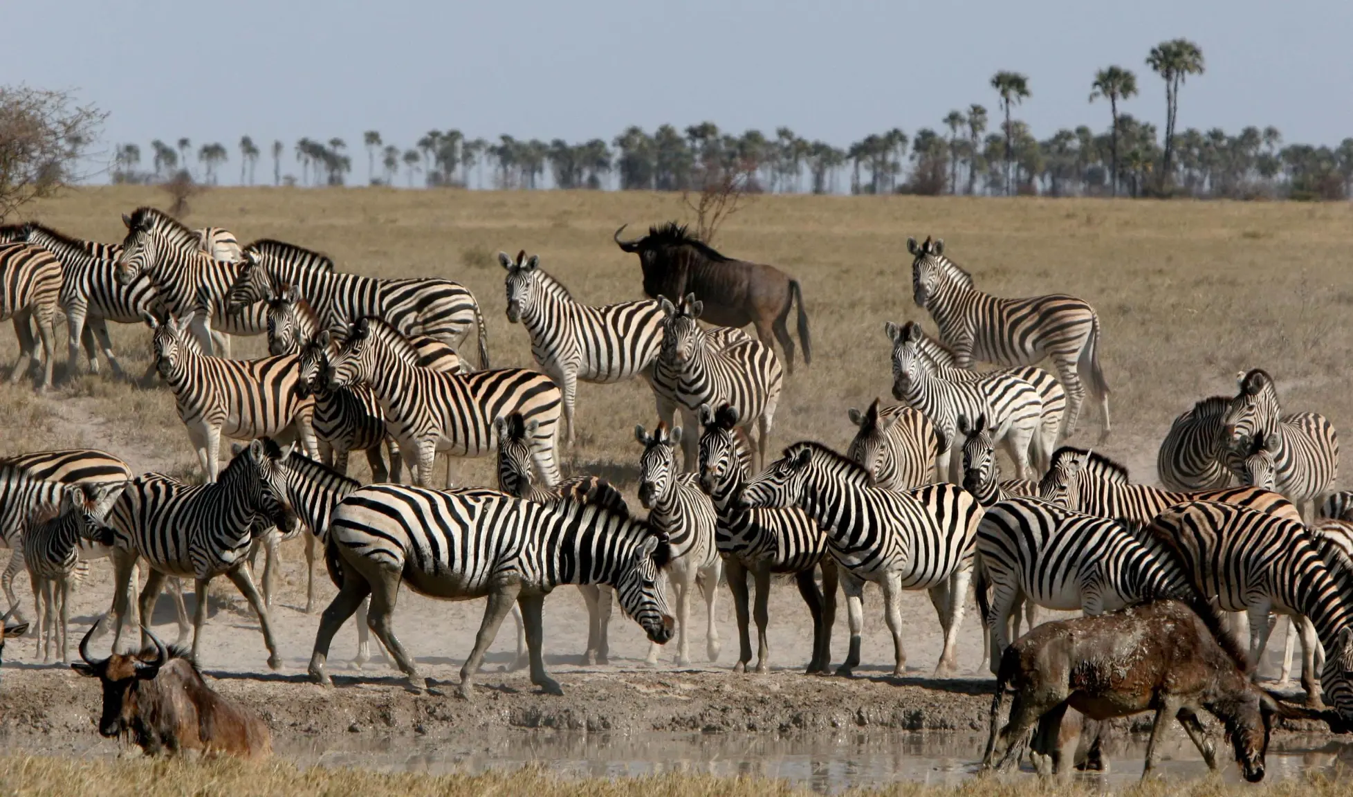 Jacks Camp Kruger National Park safari (7)