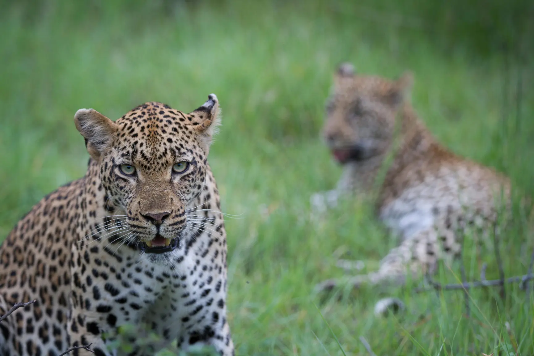 Londolozi Founders Camp Kruger National Park safari (20)