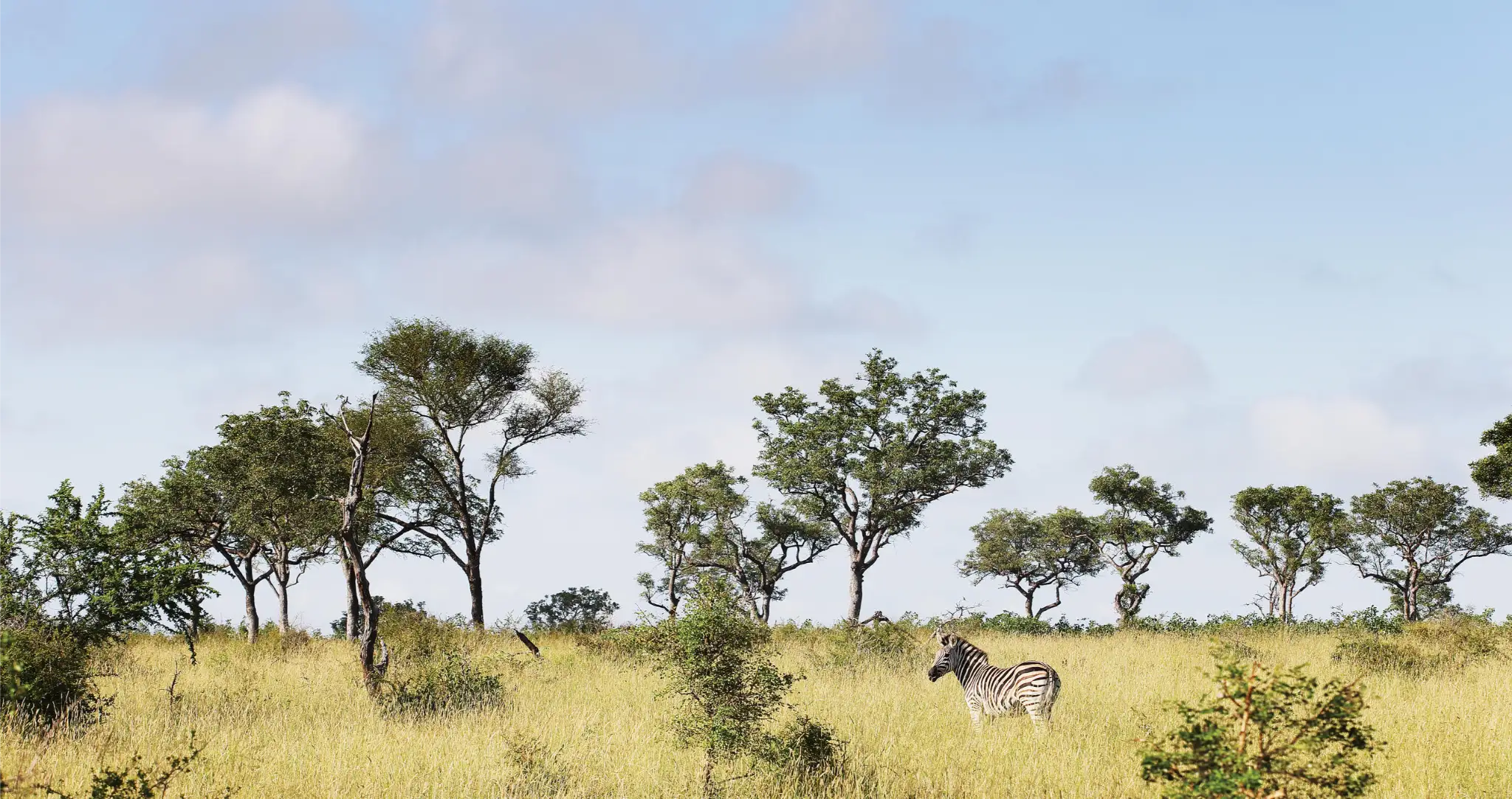 Londolozi Private Granite Suites Kruger National Park to Cape Town (15)