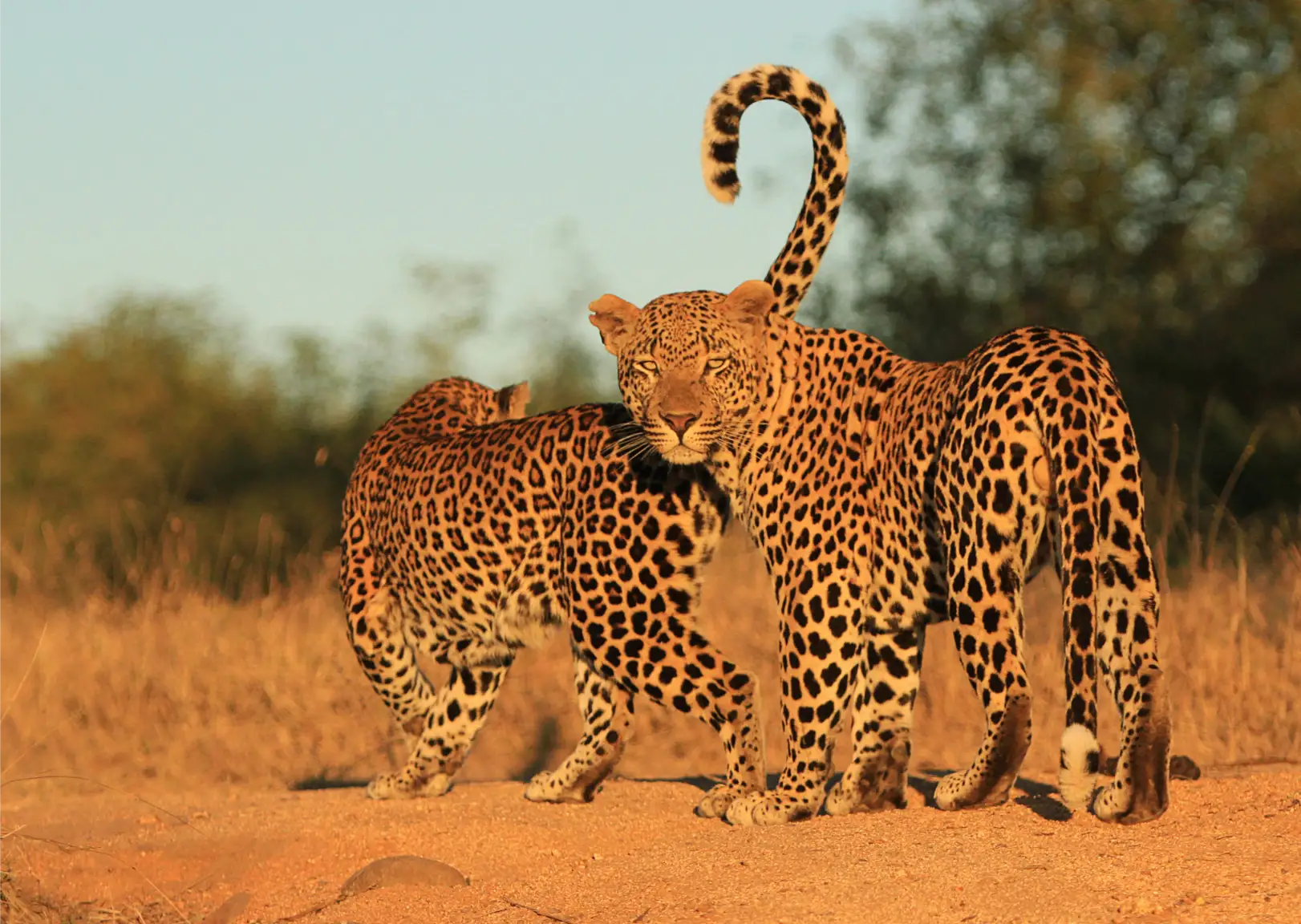 Londolozi Private Granite Suites Kruger National Park to Cape Town (2)