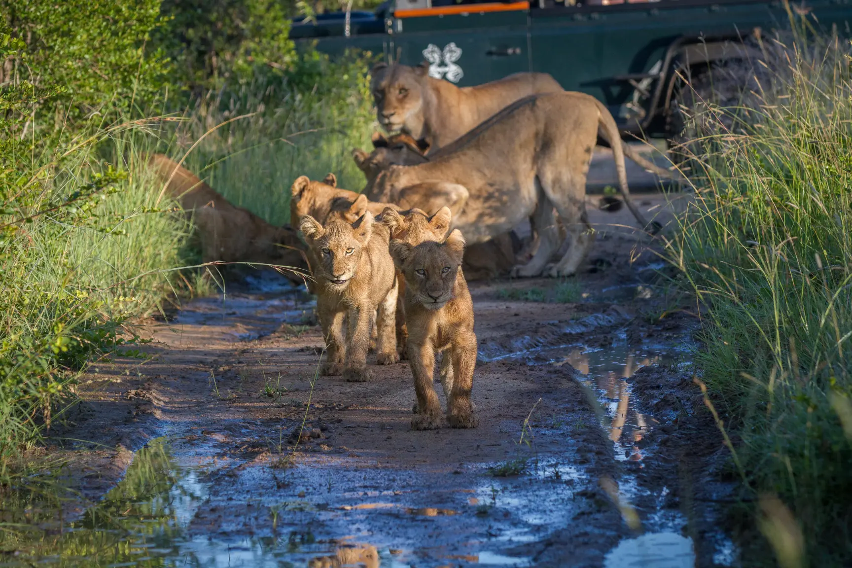 Londolozi Private Granite Suites luxury Kenya safari (10)