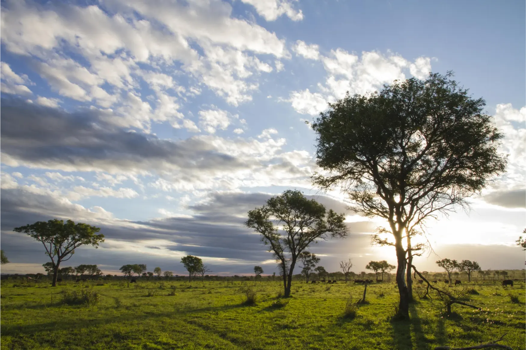 Londolozi Tree Camp Cape to Cairo (11)