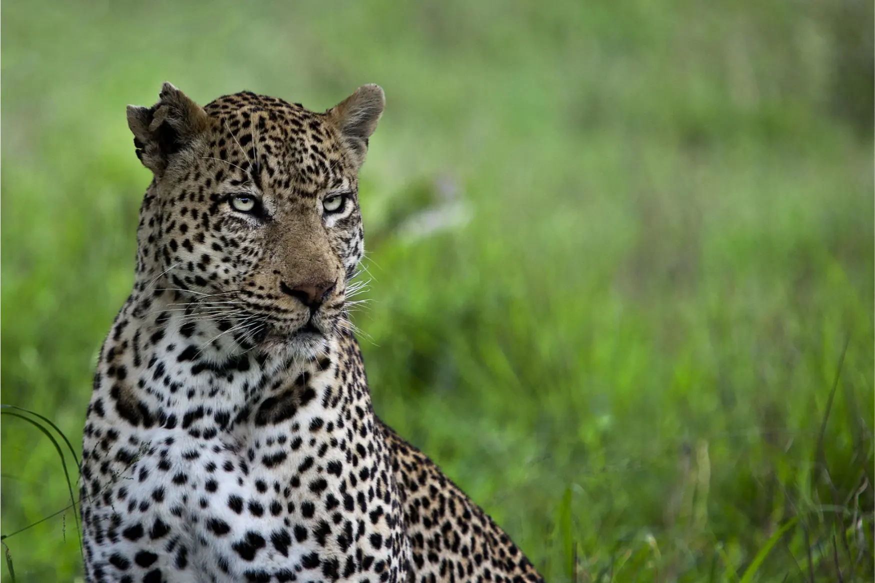 Londolozi Tree Camp Cape to Cairo (22)