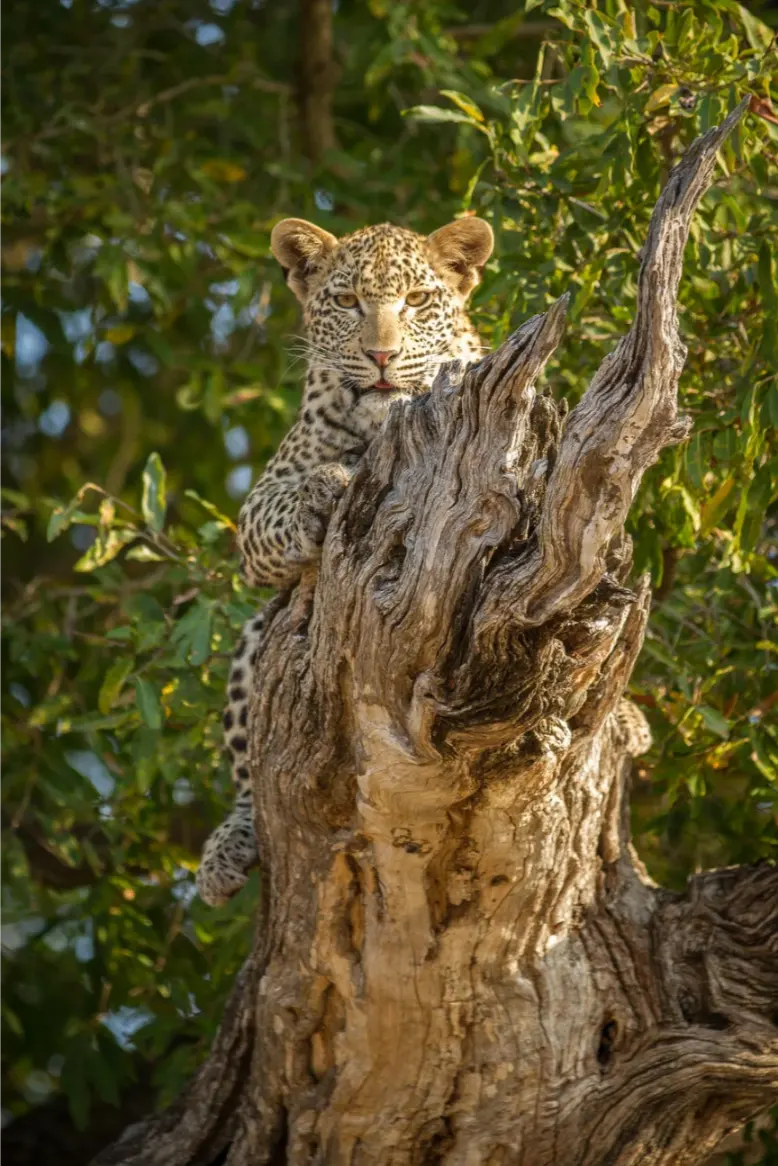 Londolozi Tree Camp Cape to Cairo (3)