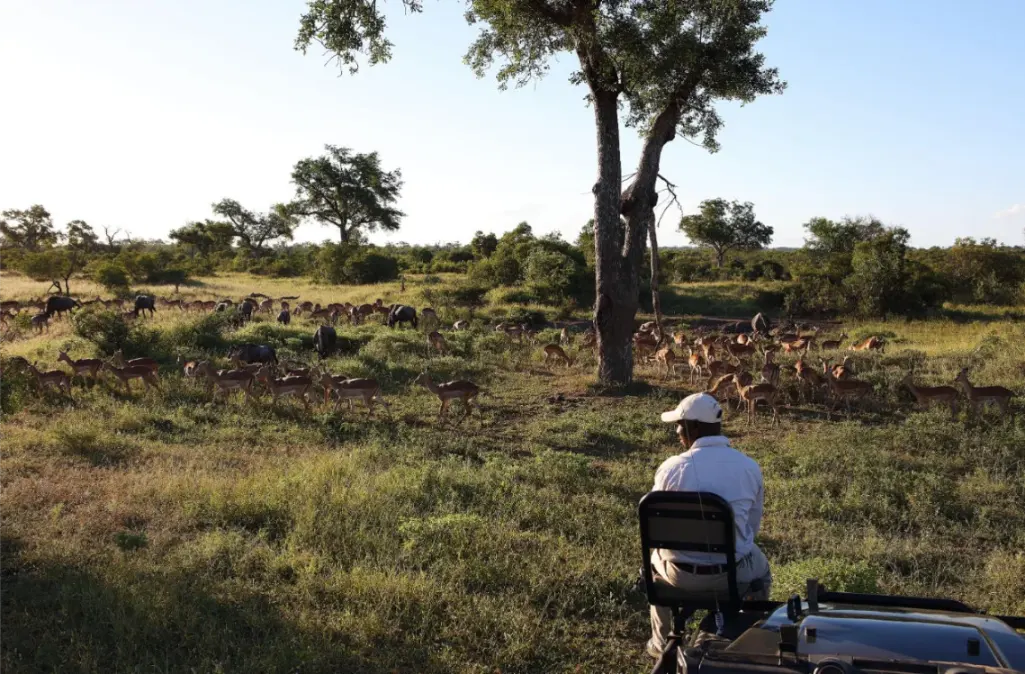 Londolozi Tree Camp Cape to Cairo (5)