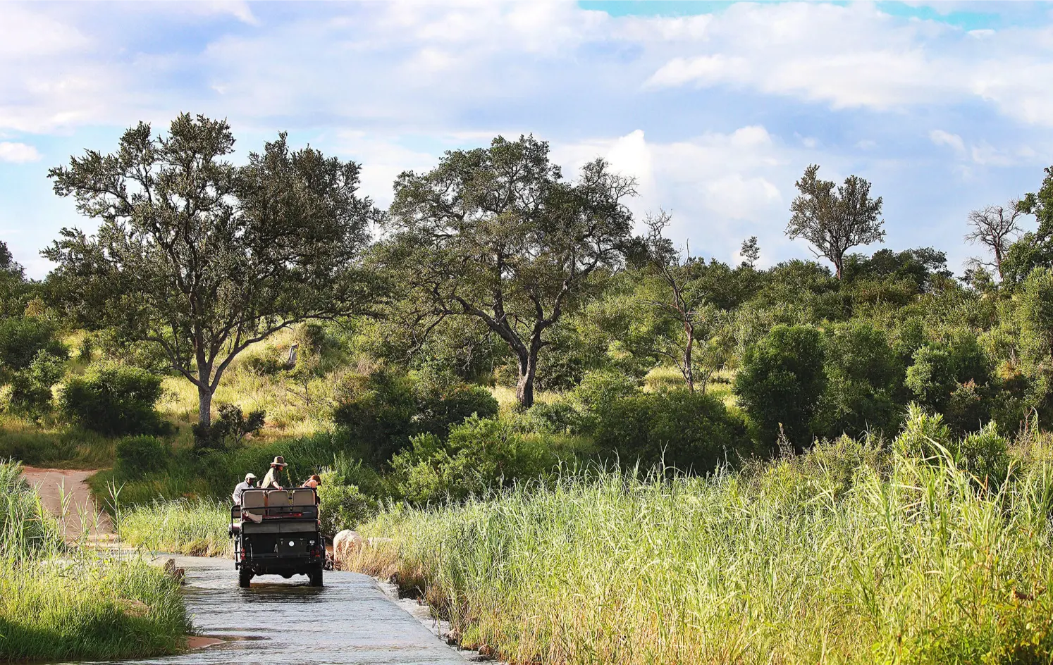 Londolozi Tree Camp gorilla trekking Rwanda (13)