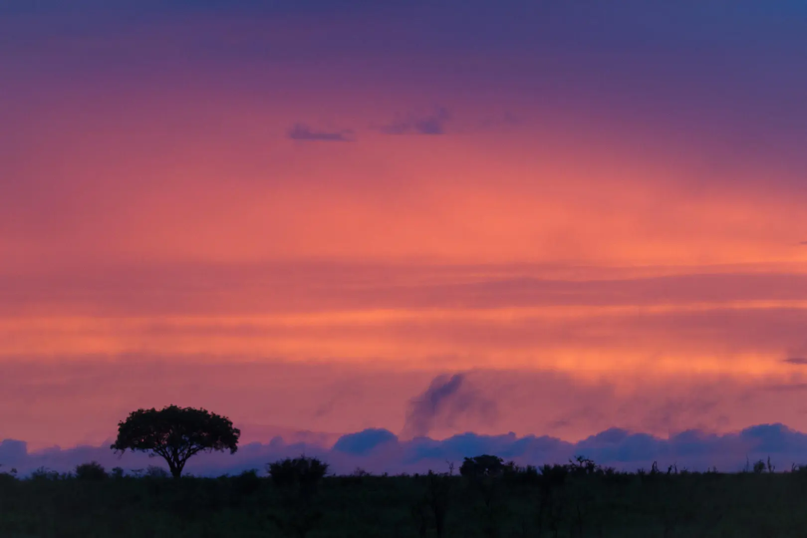 Londolozi Tree Camp gorilla trekking Rwanda (17)