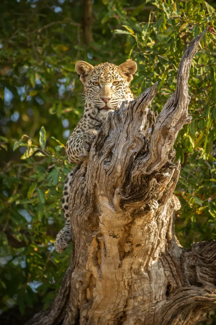 Londolozi Tree Camp gorilla trekking Rwanda (2)