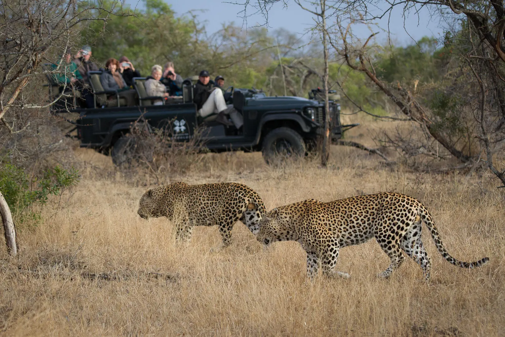 Londolozi Tree Camp gorilla trekking Rwanda (22)
