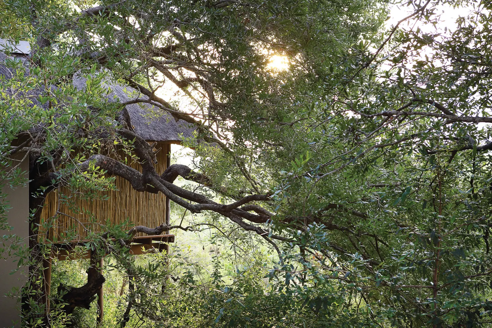 Londolozi Tree Camp gorilla trekking Rwanda (5)
