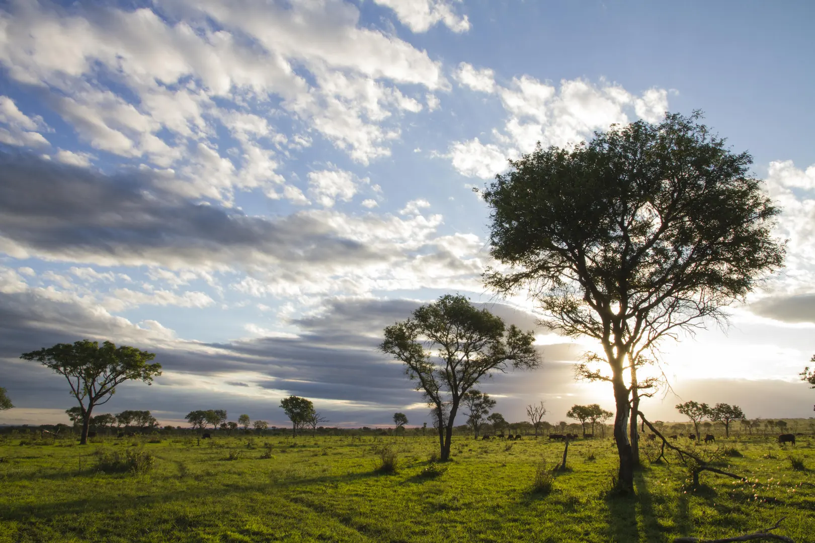 Londolozi Tree Camp gorilla trekking Rwanda (8)