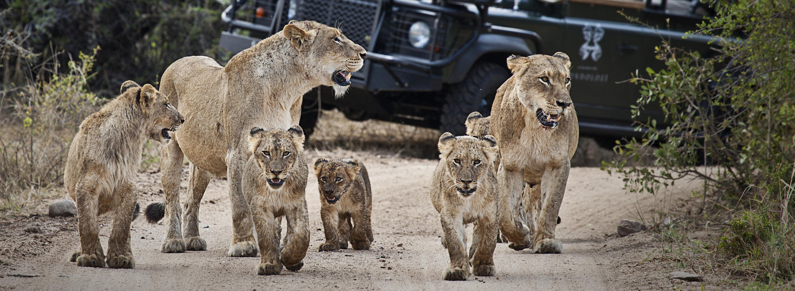Londolozi Varty Camp African safari holiday (2)