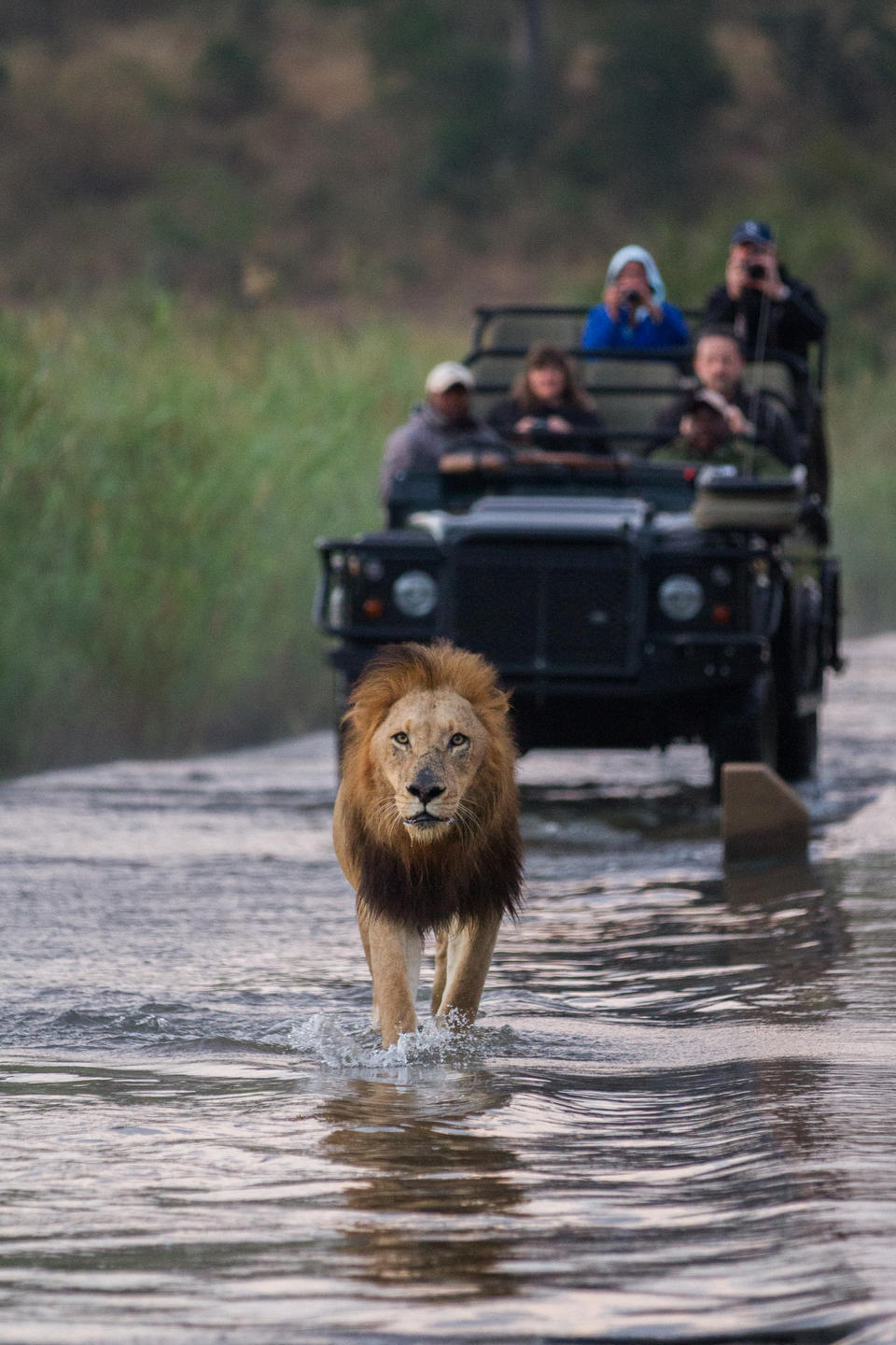 Londolozi Varty Camp African safari holiday (4)