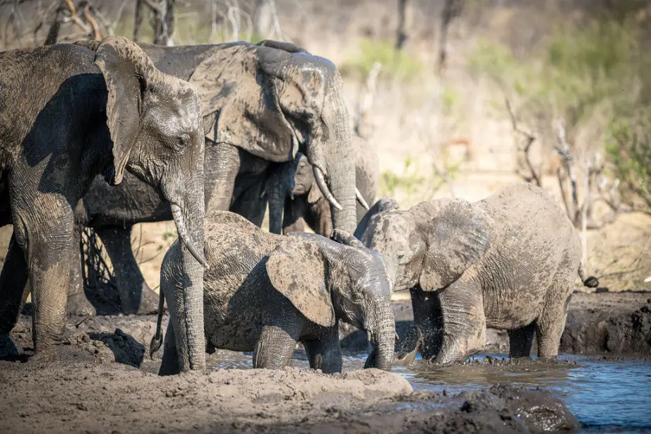 Matetsi Victoria Falls Zambezi River Sabi Sand Safari (9)