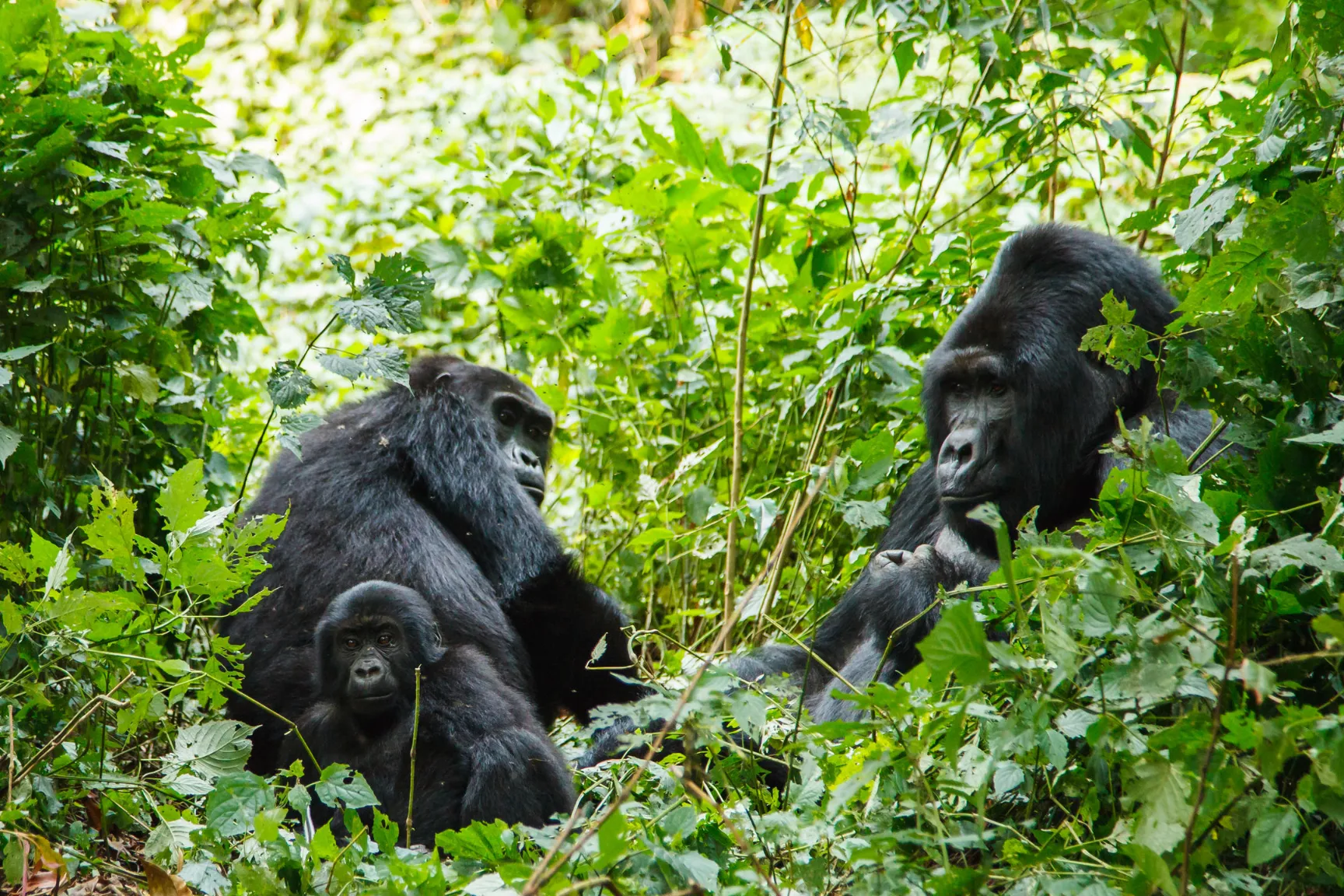 Singita Kwitonda Lodge gorilla trekking Rwanda (7)