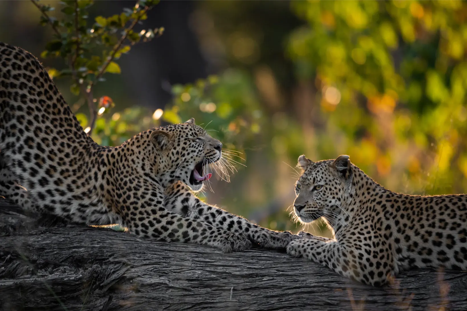 Tuludi Cape Town to Kruger National Park (14)