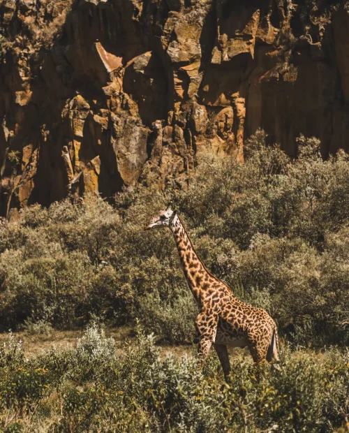 one-giraffe-hiding-in-bushes-safari-in-kenya-afr-2024-09-18-07-59-35-utc