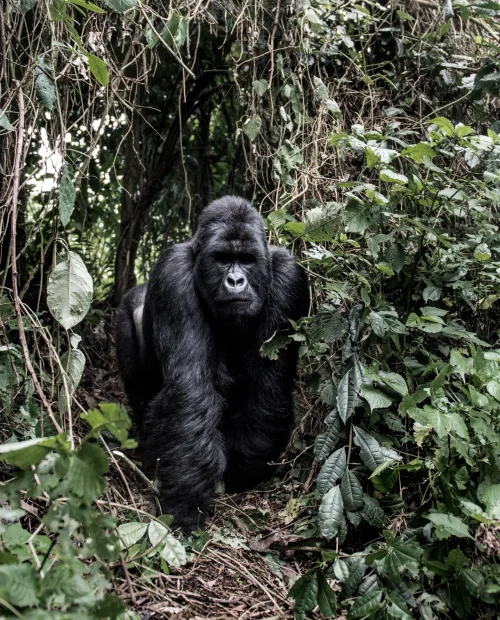 silverback-mountain-gorilla-in-the-virunga-nationa-2024-09-27-04-33-43-utc