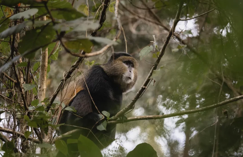 Rwanda gorilla safari Wilderness Sabyinyo Volcanoes National Park PHOTO CREDIT WETU (13)