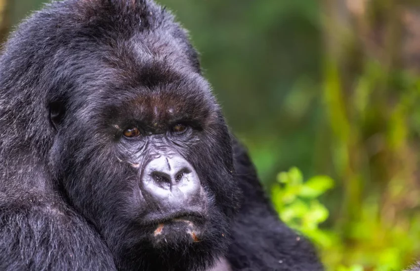 Rwanda gorilla safari Wilderness Sabyinyo Volcanoes National Park PHOTO CREDIT WETU (15)