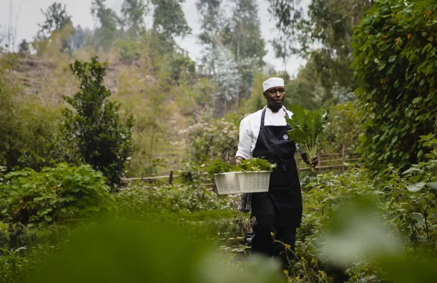 Rwanda gorilla safari Wilderness Sabyinyo Volcanoes National Park PHOTO CREDIT WETU (9)