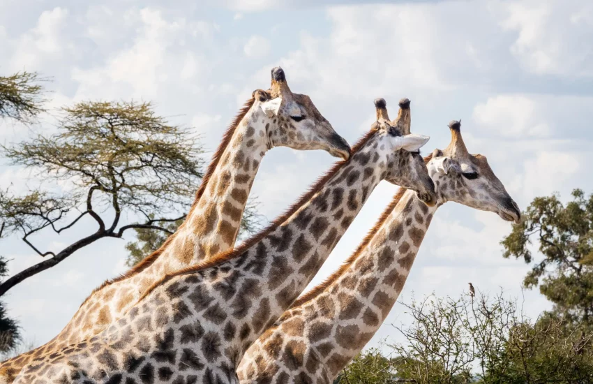 luxury family safari Matetsi Victoria Falls PHOTO CREDIT WETU (7)