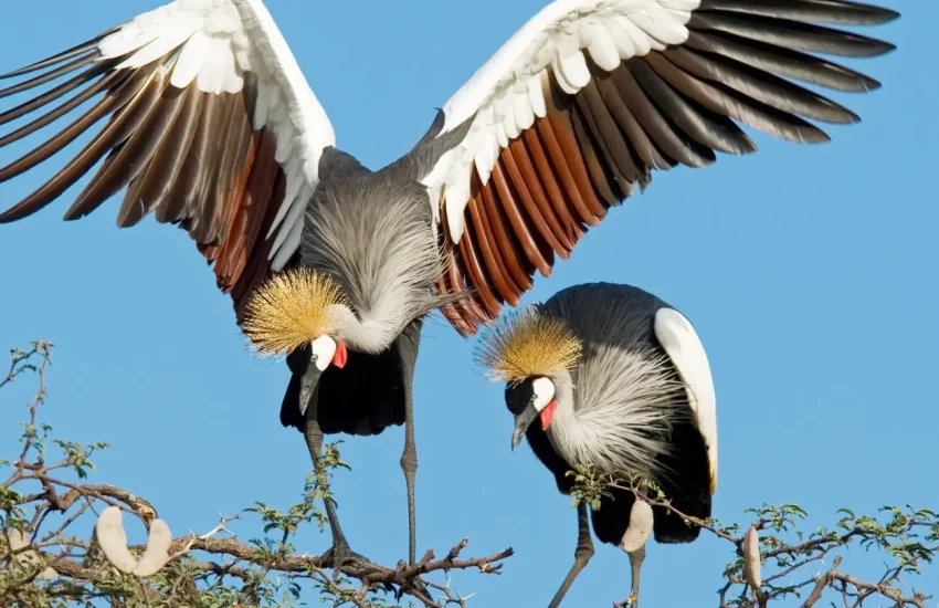 luxury family safari Wilderness Linkwasha Eastern Hwange National Park PHOTO CREDIT WETU (11)