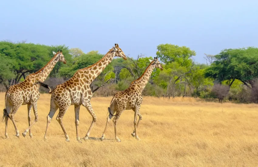 luxury family safari Wilderness Linkwasha Eastern Hwange National Park PHOTO CREDIT WETU (12)