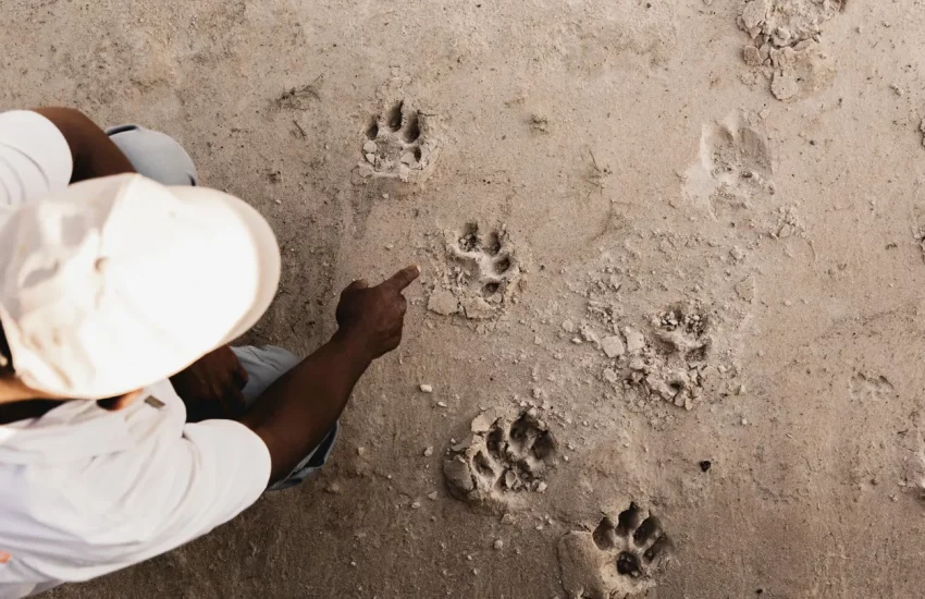 luxury family safari Wilderness Linkwasha Eastern Hwange National Park PHOTO CREDIT WETU (4)