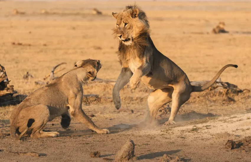 luxury family safari Wilderness Linkwasha Eastern Hwange National Park PHOTO CREDIT WETU (7)