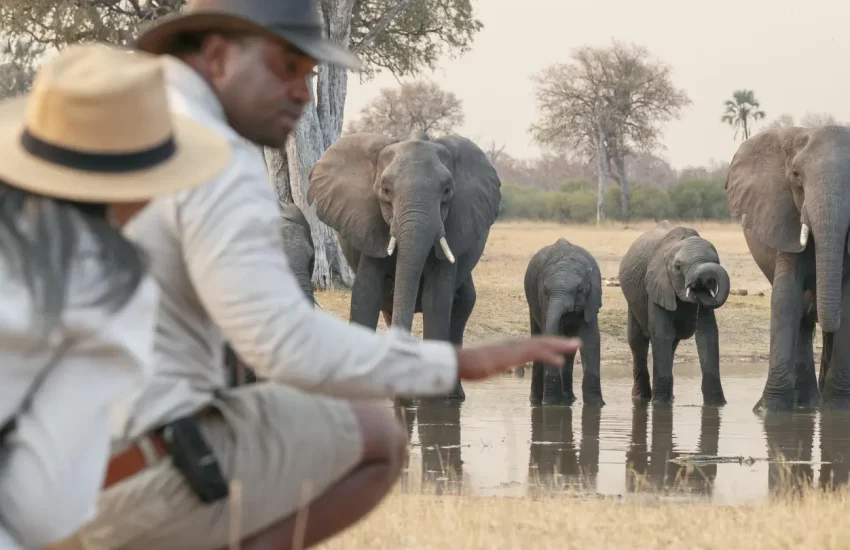 luxury family safari Wilderness Linkwasha Eastern Hwange National Park PHOTO CREDIT WETU (9)